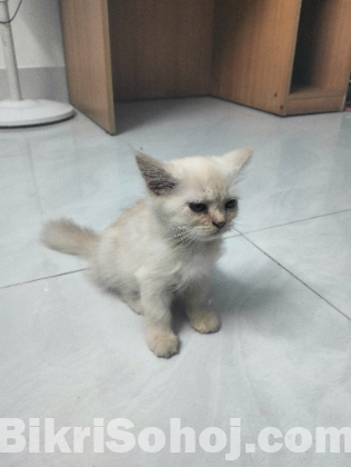 Persian Female Kitten